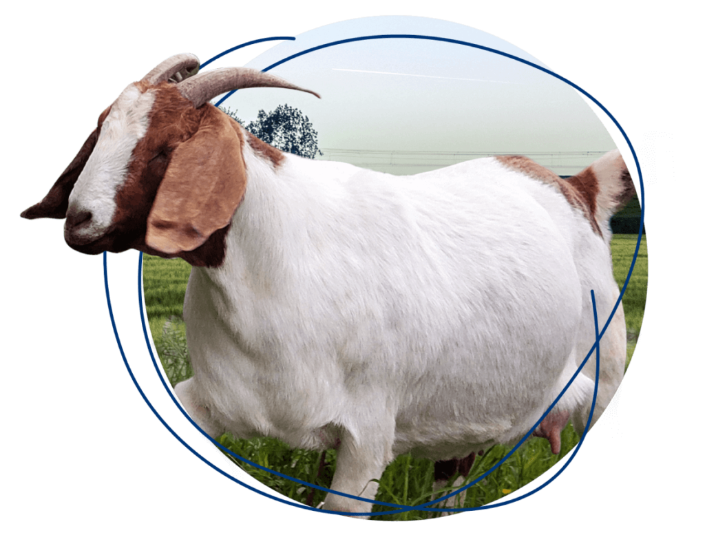 Home Canadian Meat Goat Association