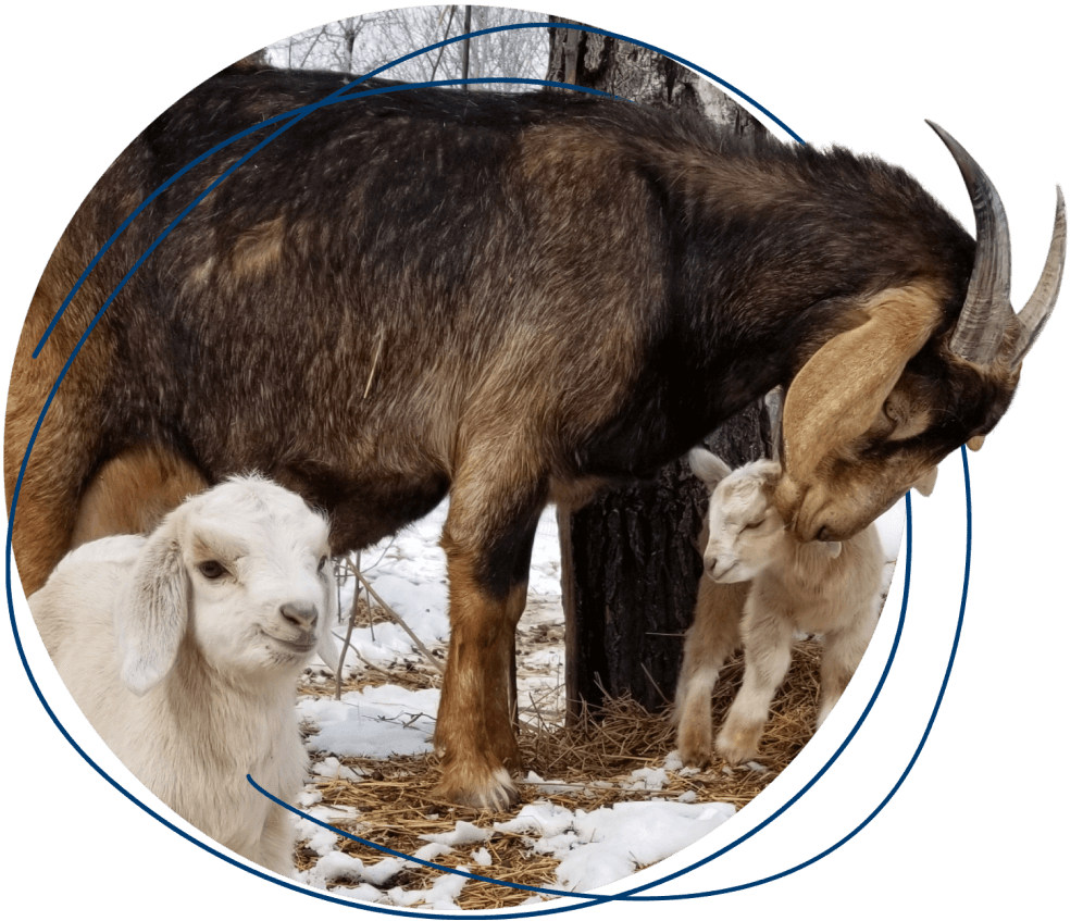 File:Nosy Old Goat, Alberta (5782397497).jpg - Wikimedia Commons